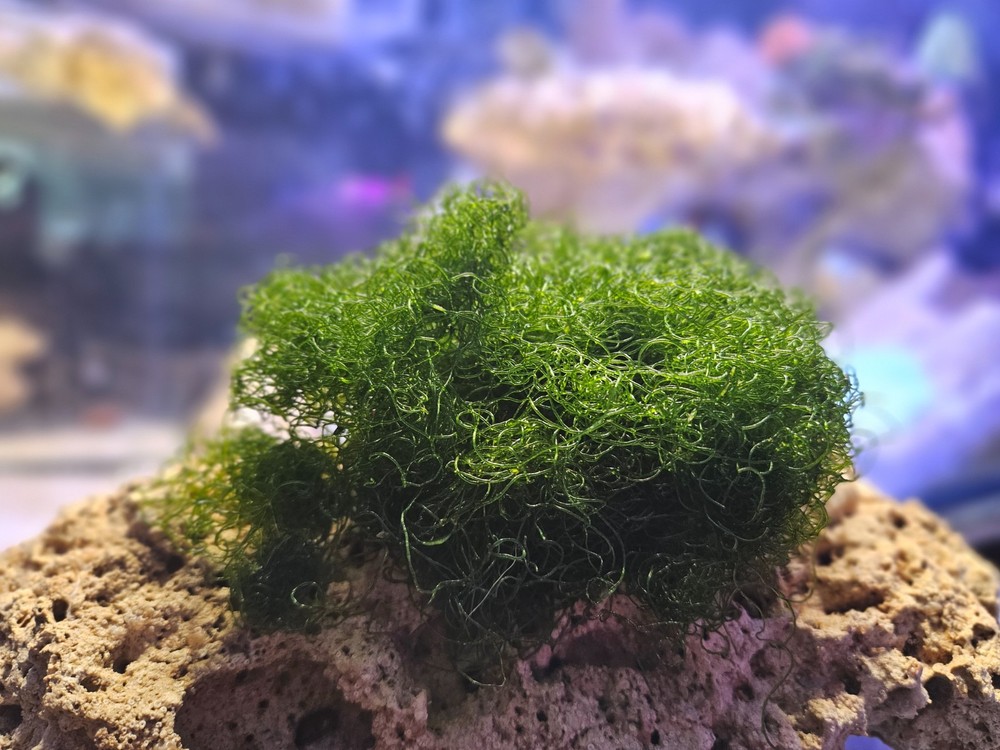 BULK 10 Cup  Chaetomorpha Macro Algae Super Chaeto FEDEX 2 Days ! 4