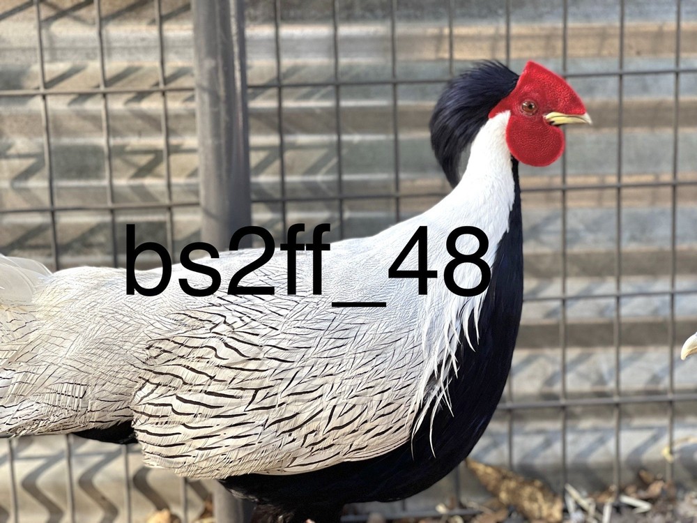 Laying Now ( Sliver Pheasant Hatching Egg) Please read description!!