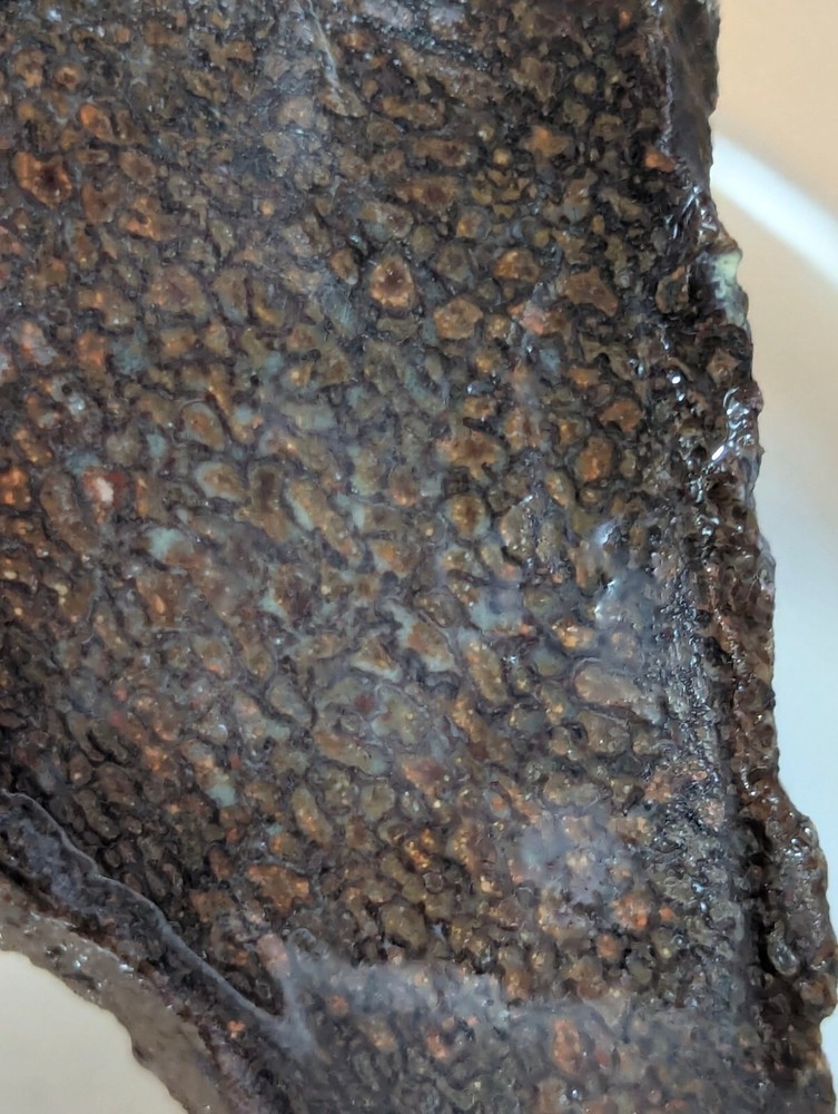 Fossil Gem Dinosaur Bone Slab! Gem Dino Bone Slab!