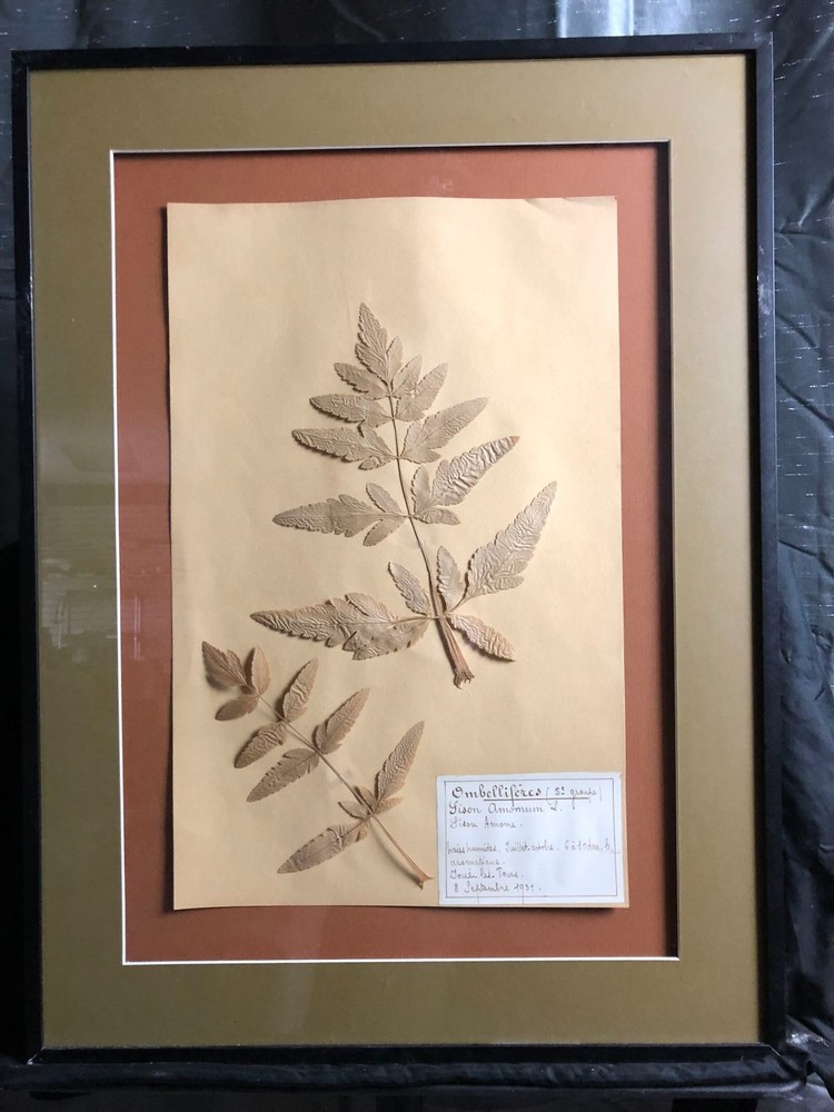 1931 Pressed Botanical Specimen Sison Amome.