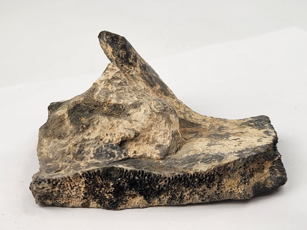 Pathological Turtle Shell Fossil - Florida