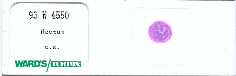 Mammalian Rectum c.s. Microscope Slide
