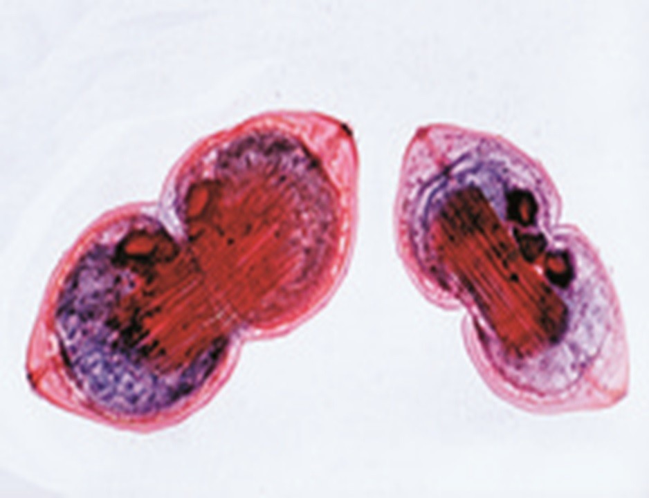 ABGIL Mollusca Slides.