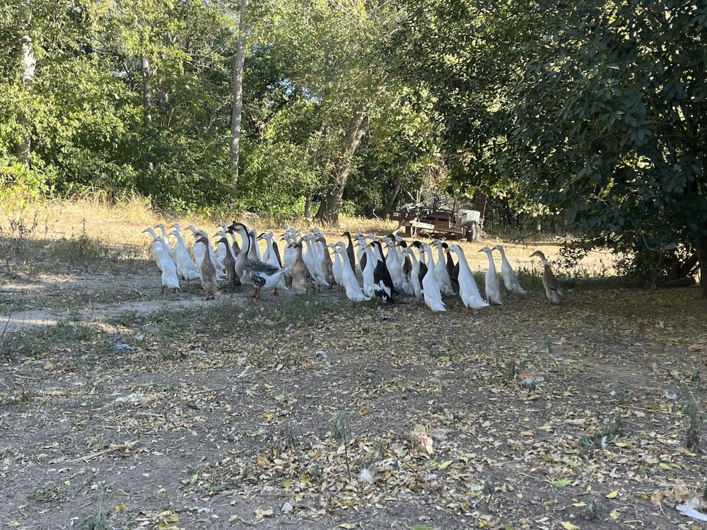 12 Indian Runner Duck Hatching Eggs (1 Doz)
