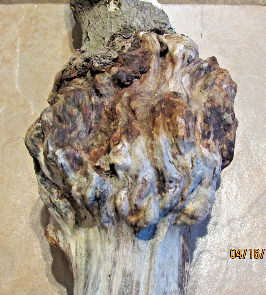 Maple Tree Knot for Decorating or Carving