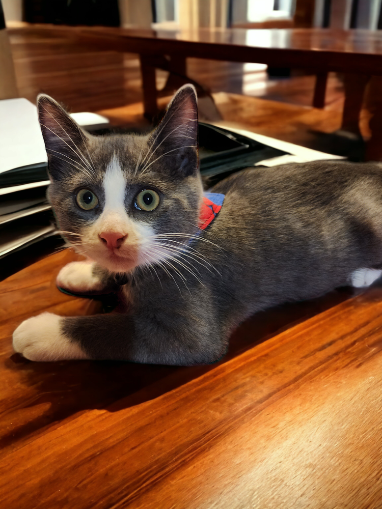 Pet bandanas subscription service now available.