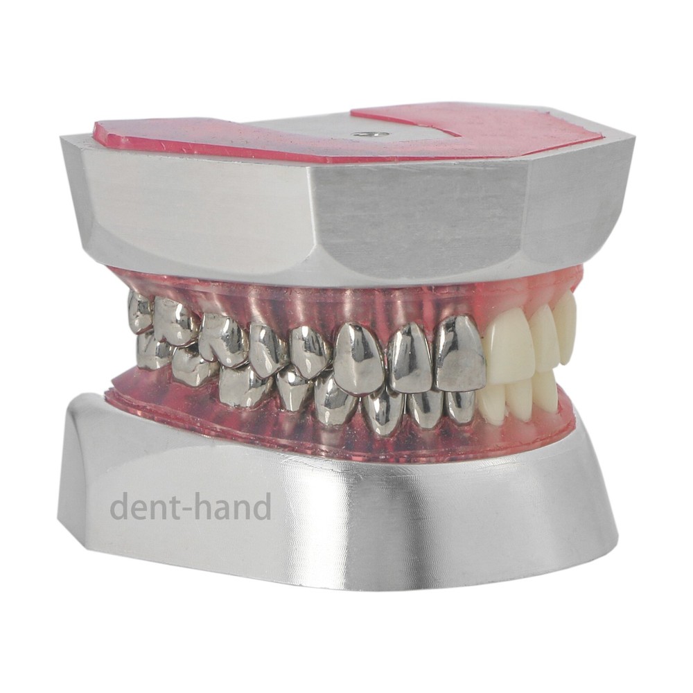 Dental Typodont Preparation Model Detachable 32Pcs Teeth for Training M8028