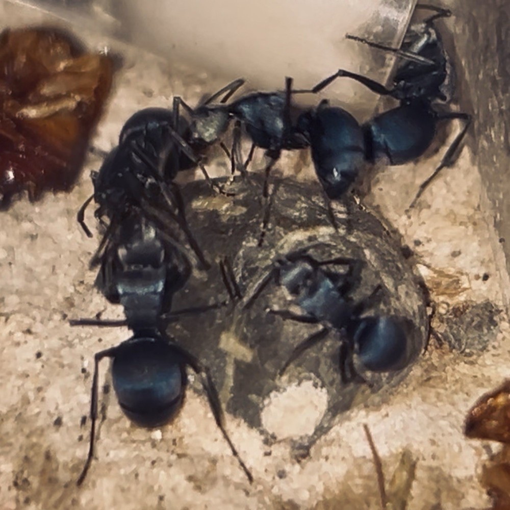 Formicarium