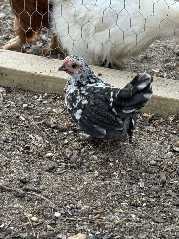 Kikiriki Bantam Hatching Eggs 8++