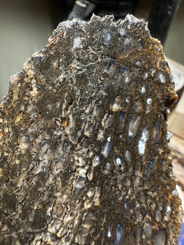 Dinosaur bone rough **hxtled end cut.