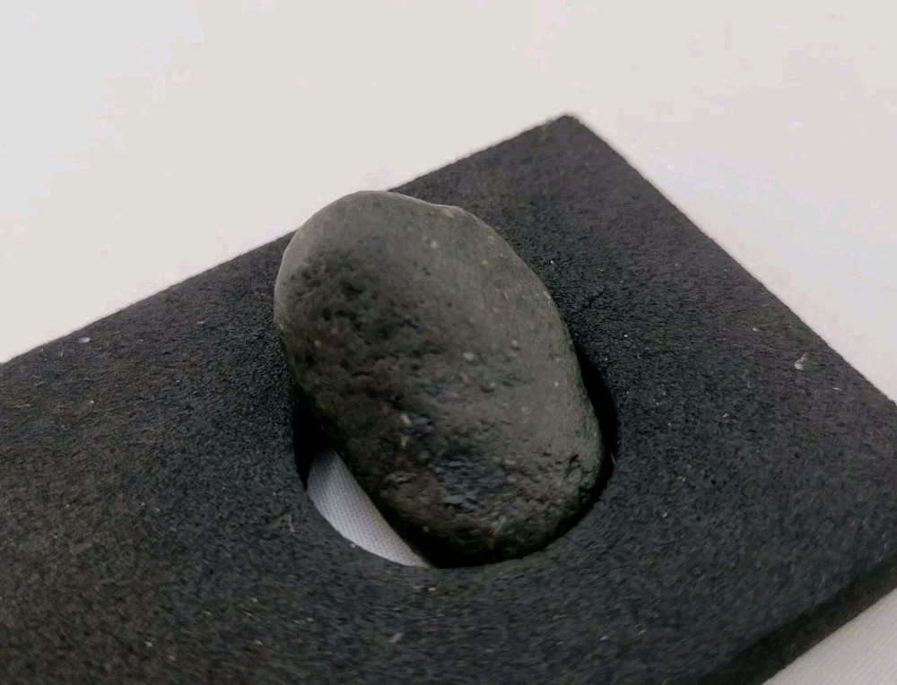 Real Permineralized Reptile Egg Fossil Lizard 🦎