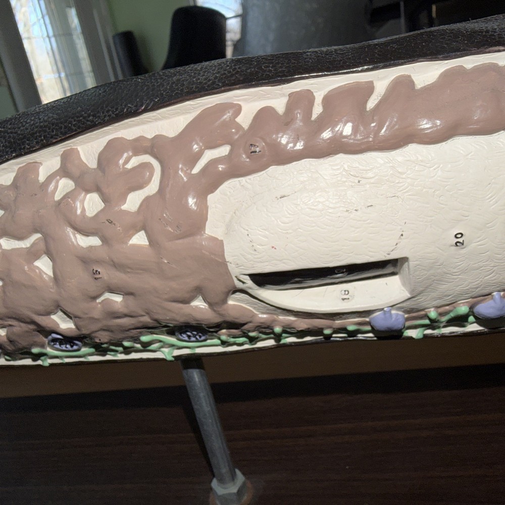 Anatomical Model Planarian Flatworm Bobbitt Laboratories