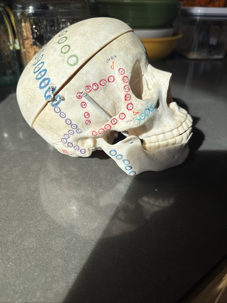 Replica Human Skull Anatomical Model with Removable Skull Cap