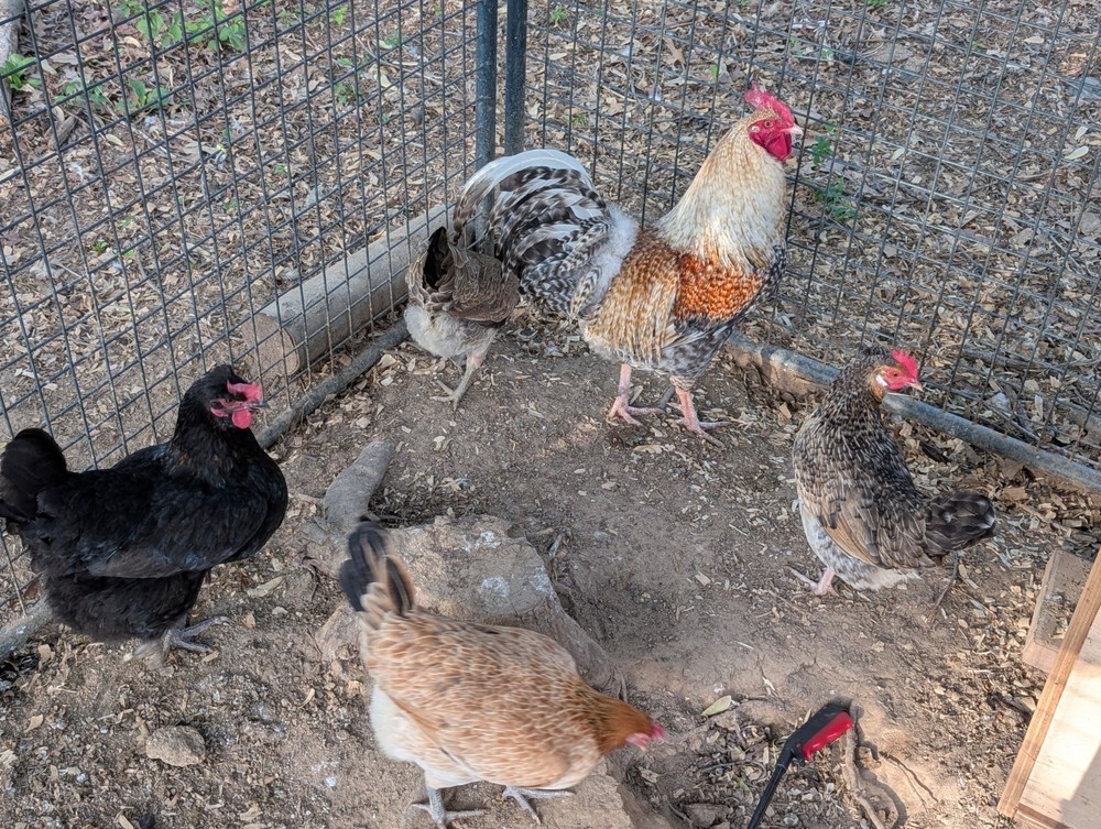 Assorted Chicken Hatching Eggs, Mixed Color, Rainbow basket eggs .