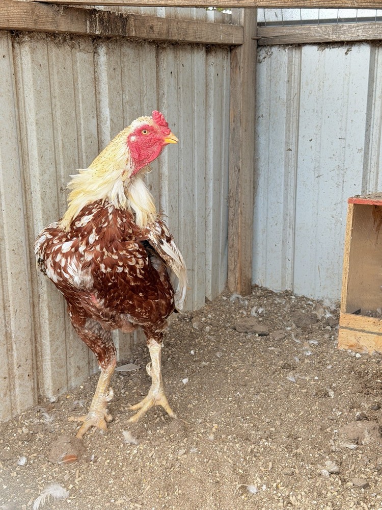 1Asil/Aseel Chicken Hatching eggs