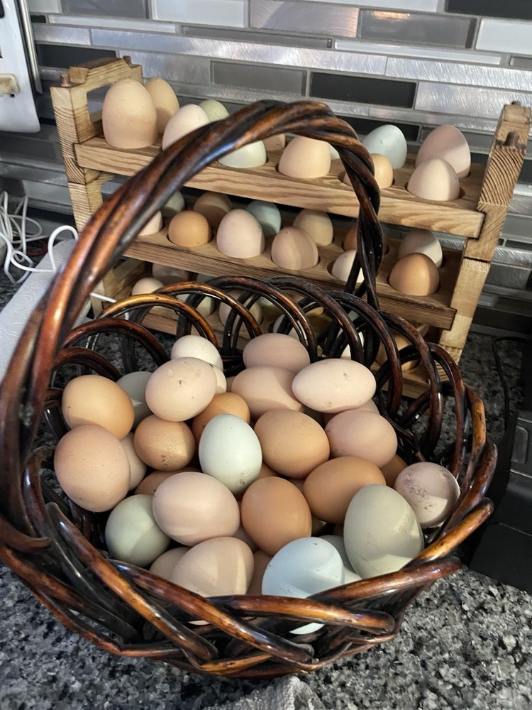 12+ Barnyard hatching eggs