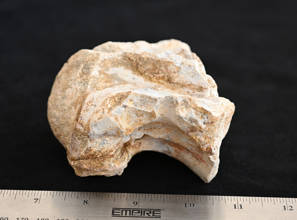 Spinosaurus Neck Vertebra