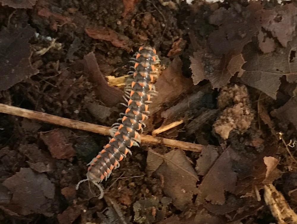 Premium Millipede Substrate for Flat & Round Millipedes