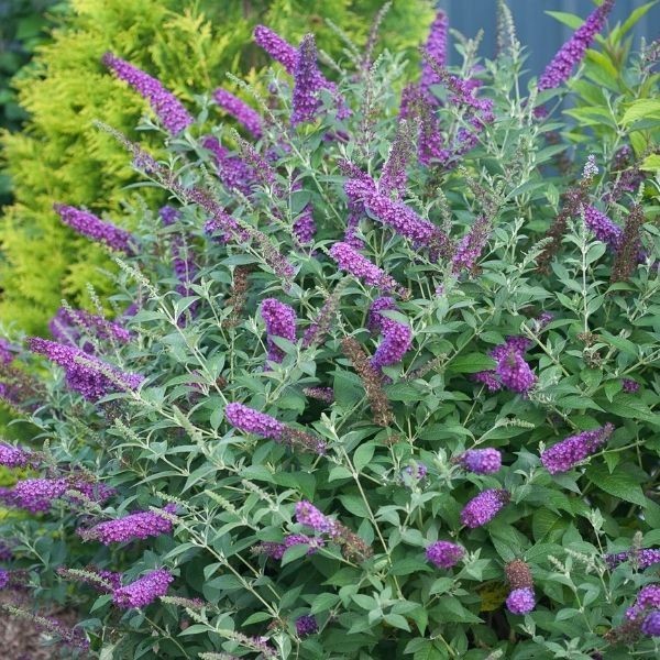 2 Buddleja Butterfly Bush Lavander/ Buddleja davidii Bare-root