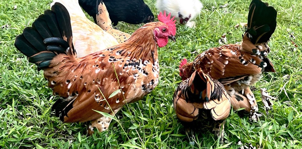 🐦‍🔥 Mille Fleur D'Uccle Bantam E G G S for HATCHING 🐦‍🔥