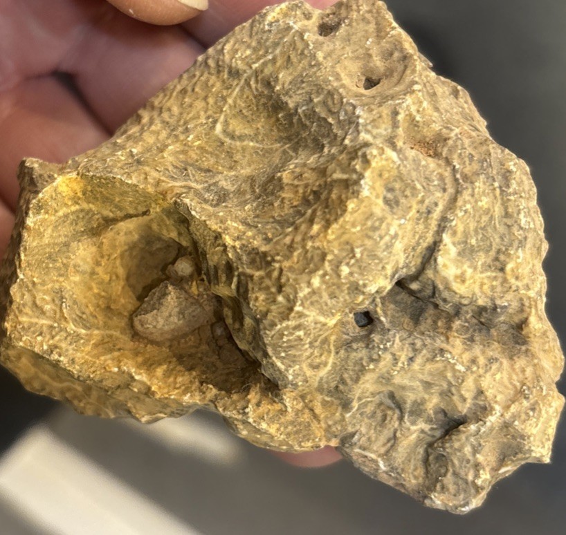 Petrified Coral End Polished