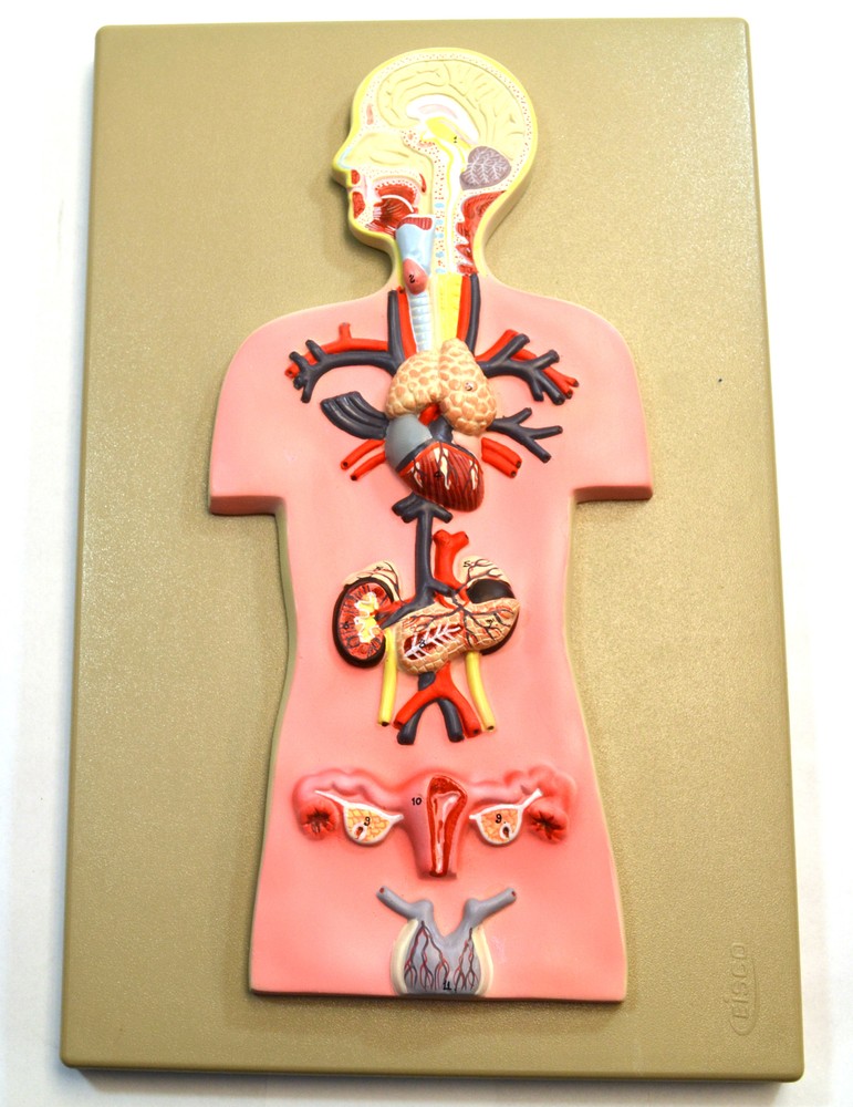 Human Endocrine System Model, Miniature Size - Cross Section, Approx. 15"x10"