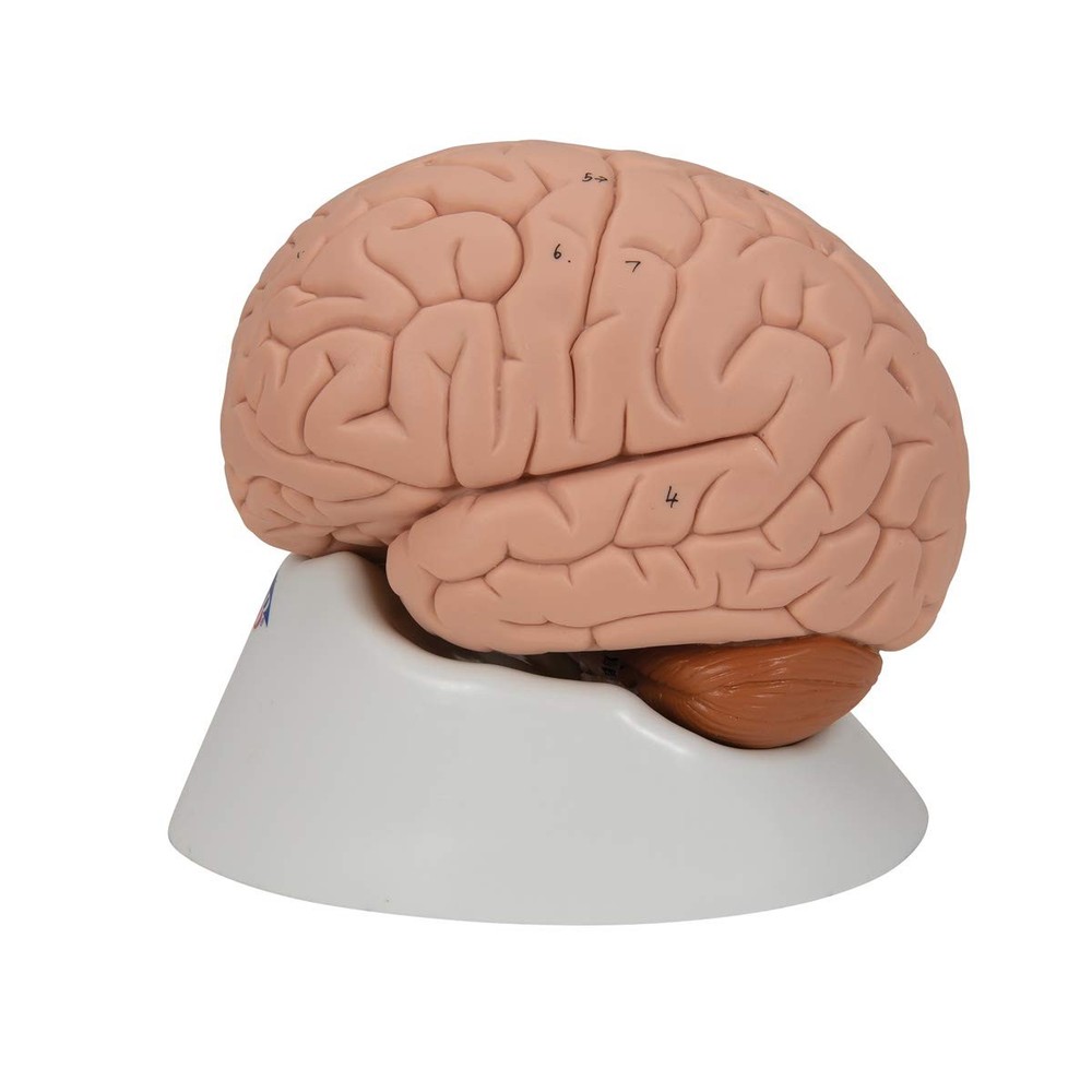 C15 Introductory Brain 2-part - 3B Smart Anatomy