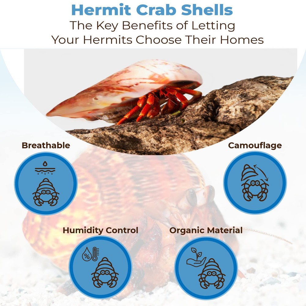 Hermit Crab Shells Medium and Large Growth Turbo Seashells 1â€ - 2â€ Shell