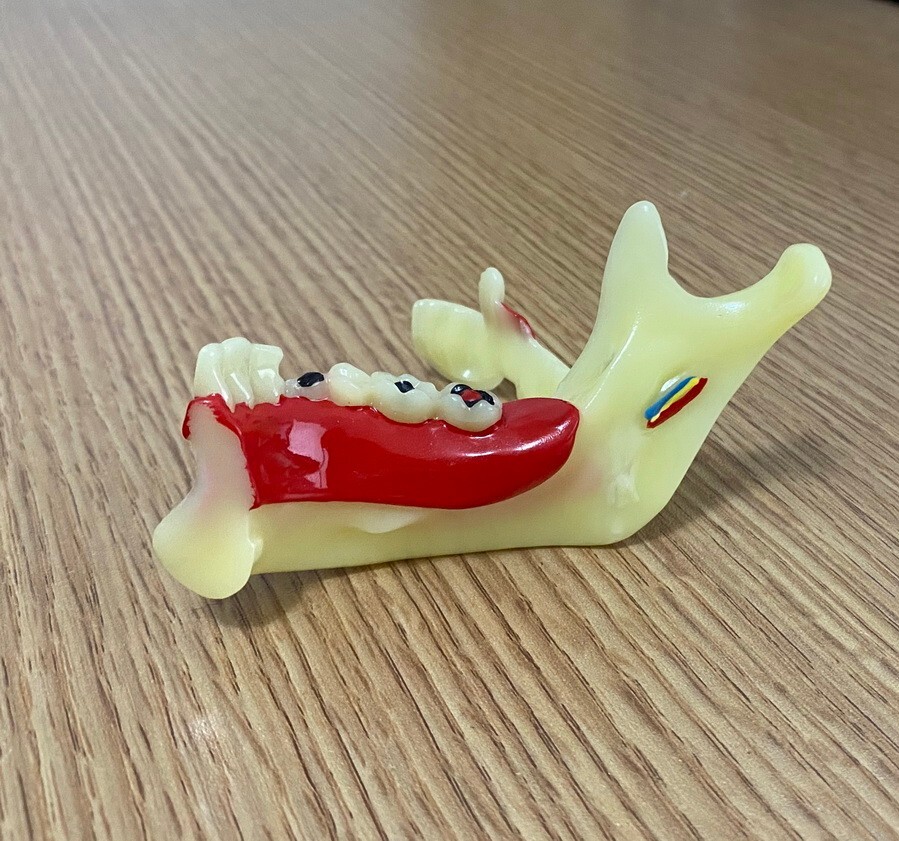 Dental Mandibular Tissue Teeth Anatomical Model Patient Teach Study Model
