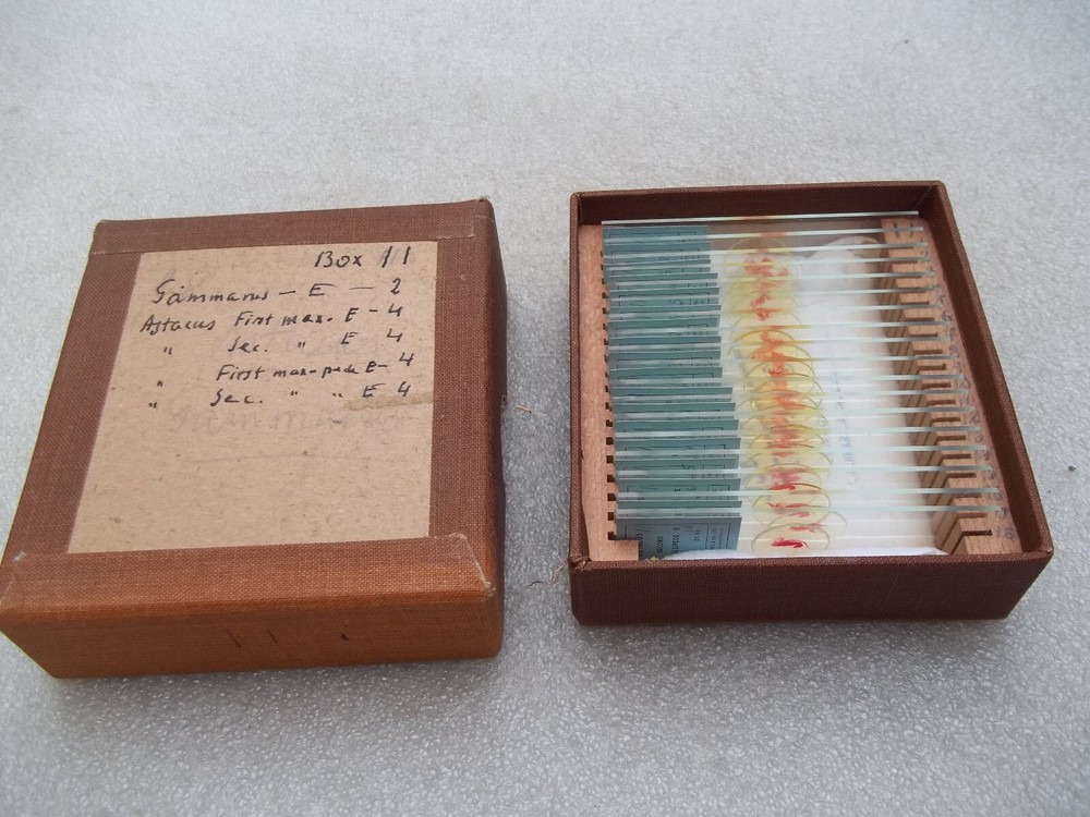 Vintage Glass Microscope Slides -