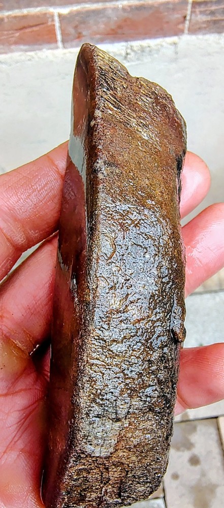 Utah Dinosaur Bone Fossil -