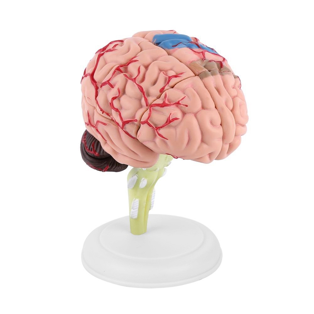 1pc Disassembled Anatomical Human Brain Model Teaching Tool Toy✈