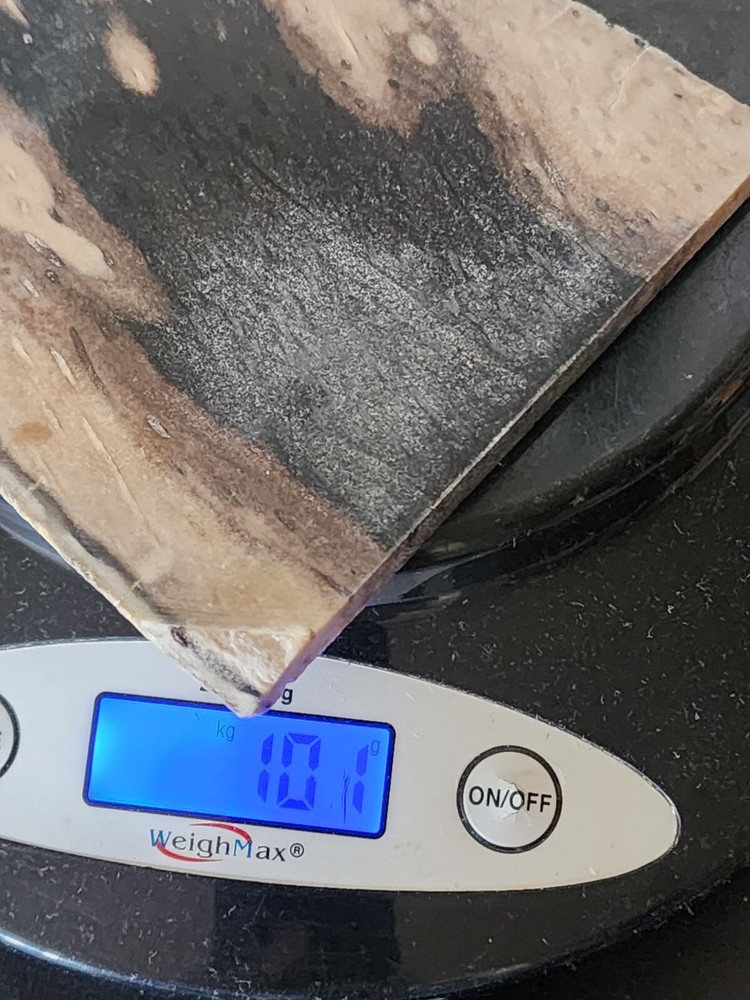 Petrified Palm Wood Lapidary Slab