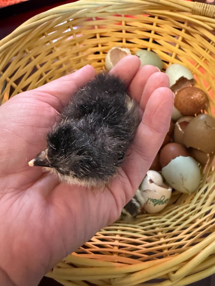 Olive Egger Fertile Hatching eggs 1 dozen / 12 eggs