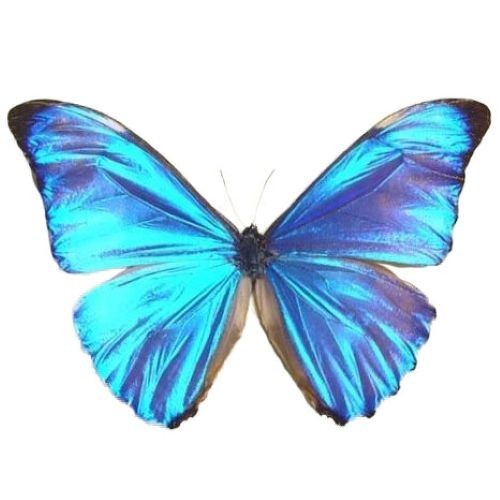 Morpho aurora blue butterfly Peru WINGS CLOSED