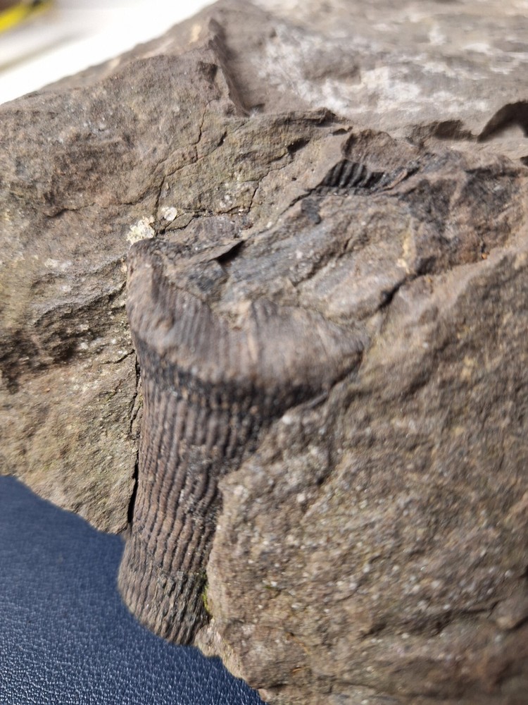 Calamite Stem Lepidodendron Paliozoic Devonian Carboniferous Virginia