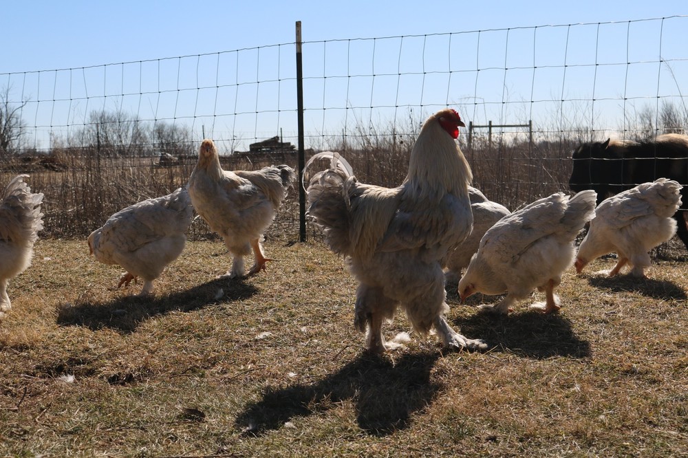 6+ Isabel Large Breed Brahma Hatching Eggs