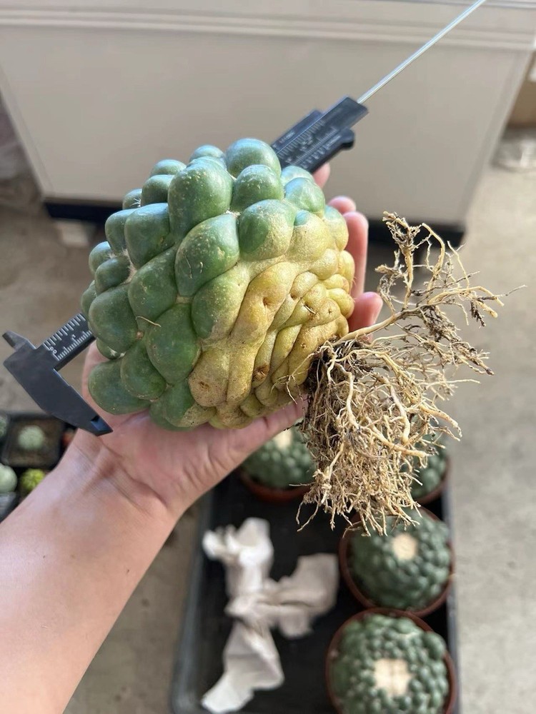 1pc 10-12cm Ownroot,spineless Astrophytum ivory