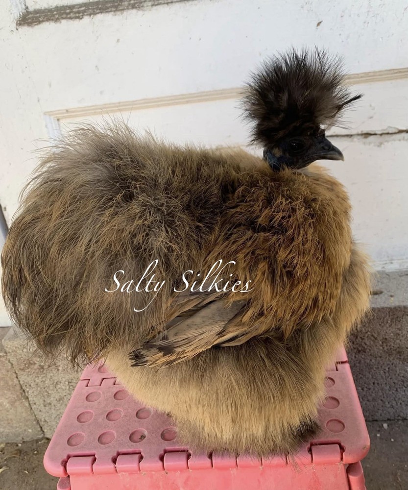 Silkie Chicken Hatching Eggs 6+
