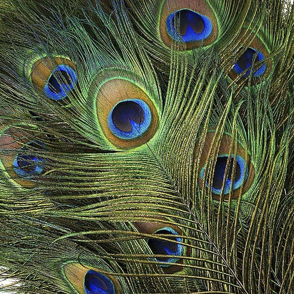 Peacock Feather Stems Natural - 14-15" 25 Pcs. (B Quality)