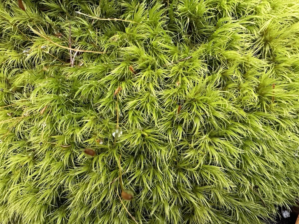 Live Broom Fork Moss