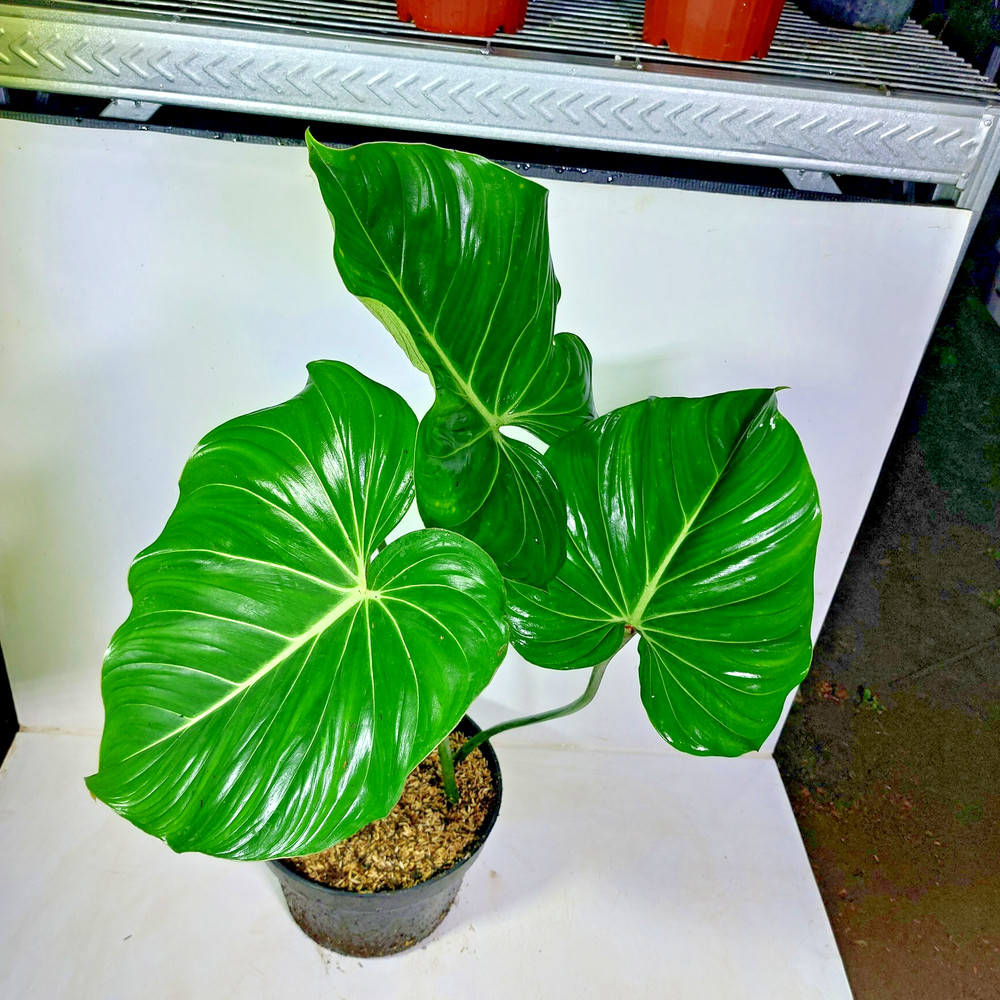 Philodendron Gloriosum Green Free Phyto