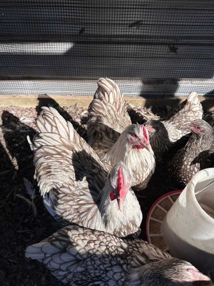 Rare Chocolate Silver Laced English Orpingtons Hatching Eggs 8 Pack.