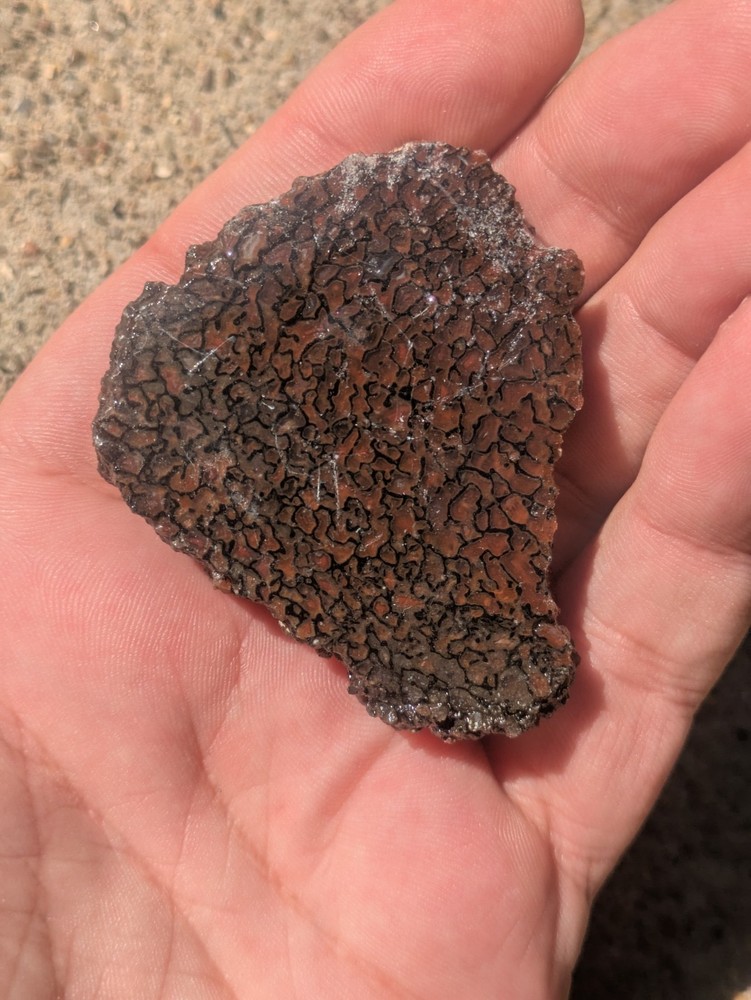 Gembone Dinosaur Bone Fossil Great Cell Structure! Utah