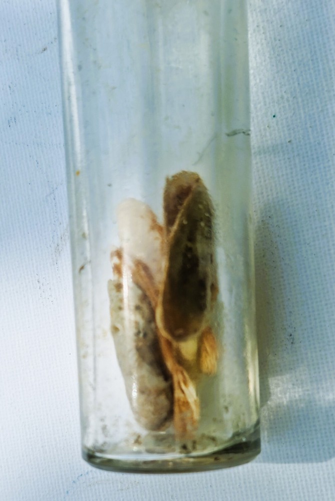 Vintage Unique Glass Bottle With Shells