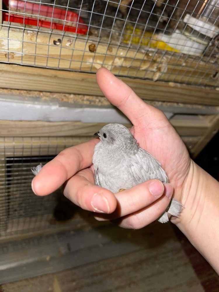 20+ Extra Button Chick (Button Quail) Hatching Eggs – Fresh & Multiple Colors