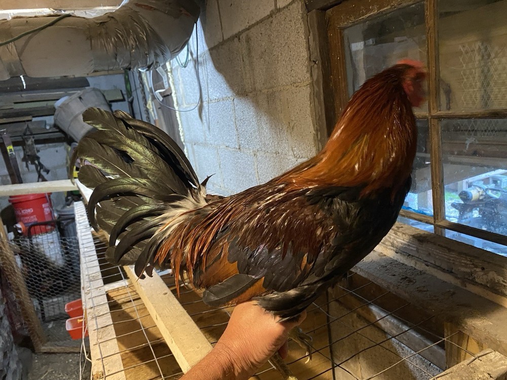 8 Month Old Hatch Stag