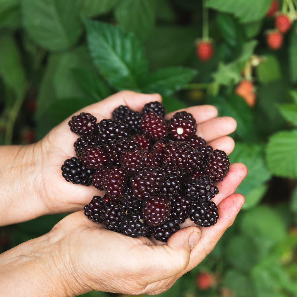 Hand Picked Nursery Prime-Ark Blackberry Plug – Bare Root Plug, 1-Year-Old
