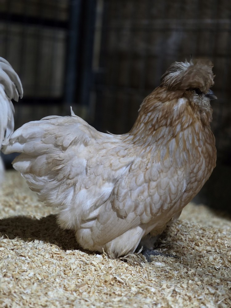 6+ Bantam Red Pyle & Buff Laced Project Satin Chicken Hatching Eggs