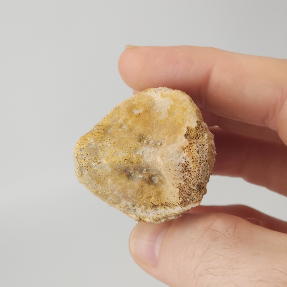 Fossil Bone - Unidentified - Kem Kem Beds - Morocco
